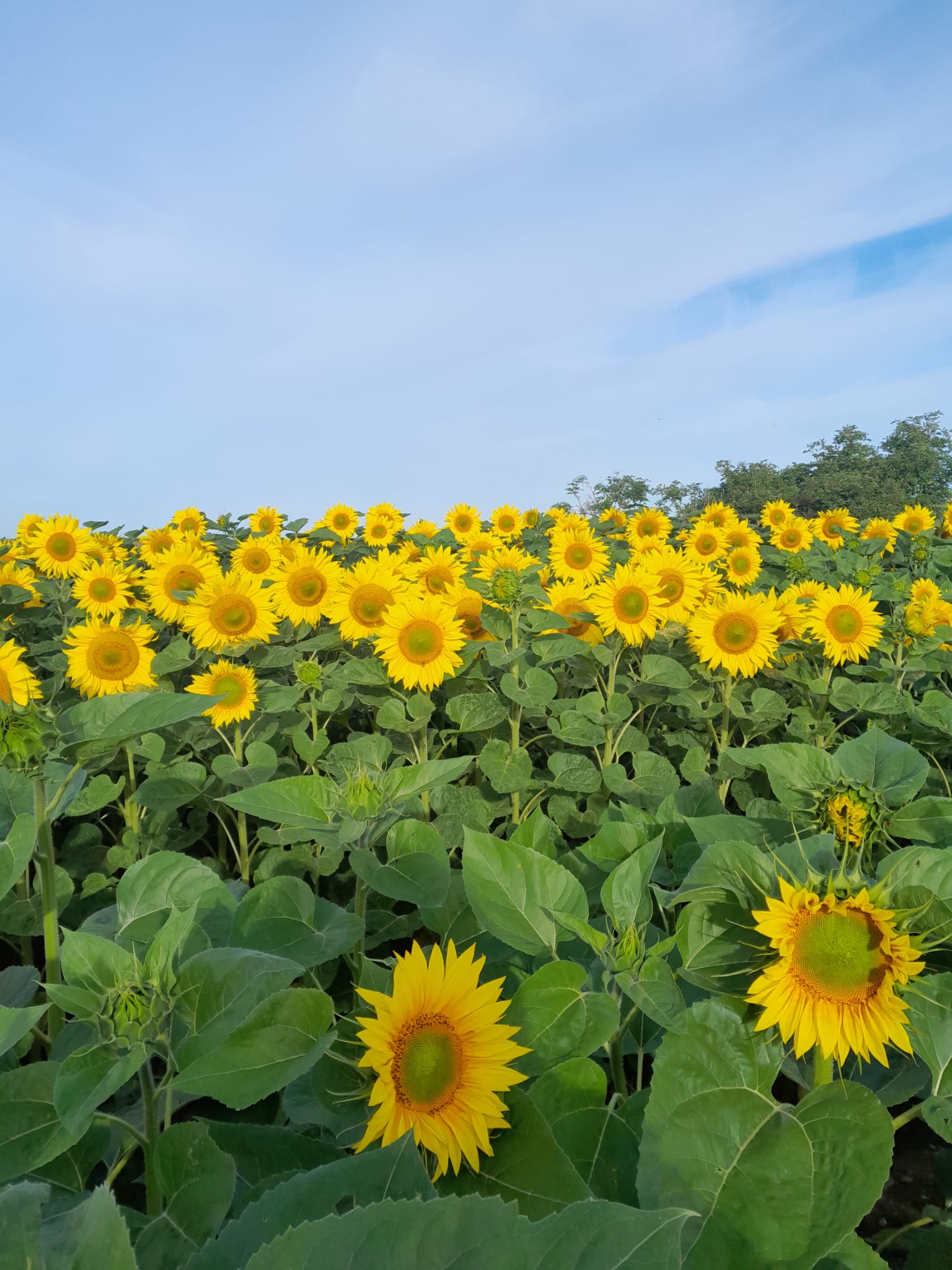 Sonnenblumenfeld